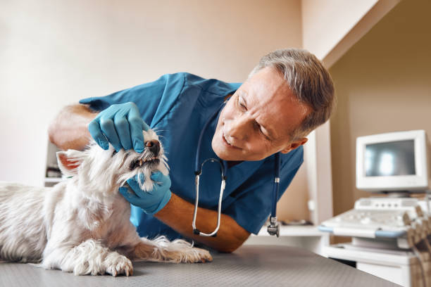 Best 24-Hour Emergency Dentist in Smithville, MO